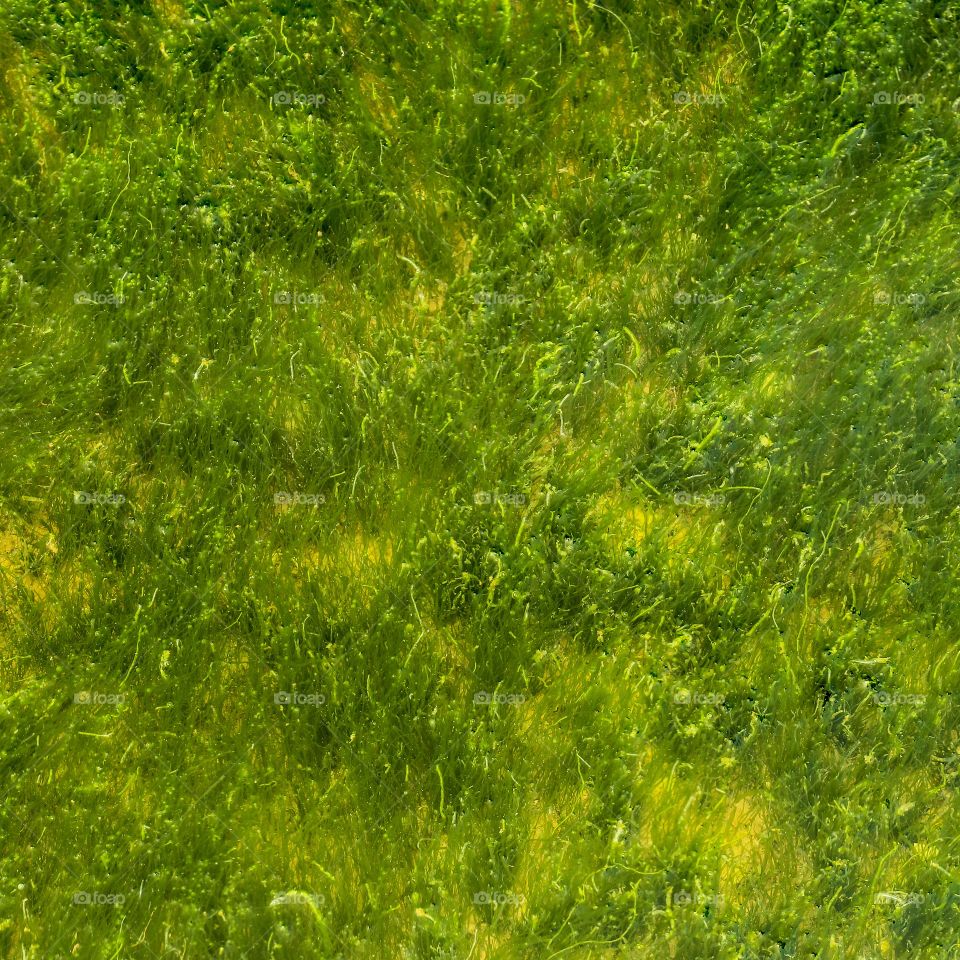 Abstract by Nature, an Interest abstract formed by a Seaweeds at the Coastline 
