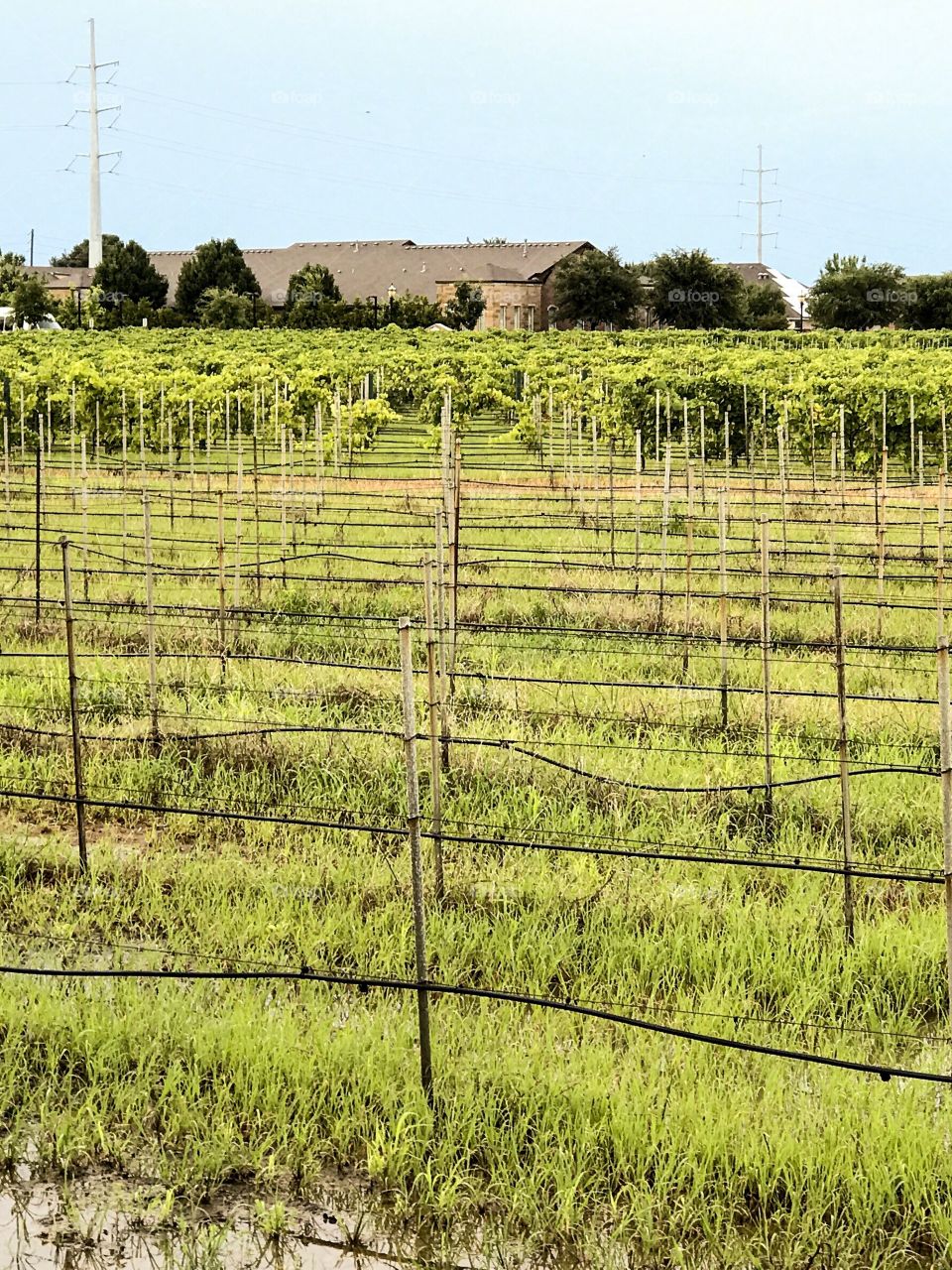 Rows of grapes