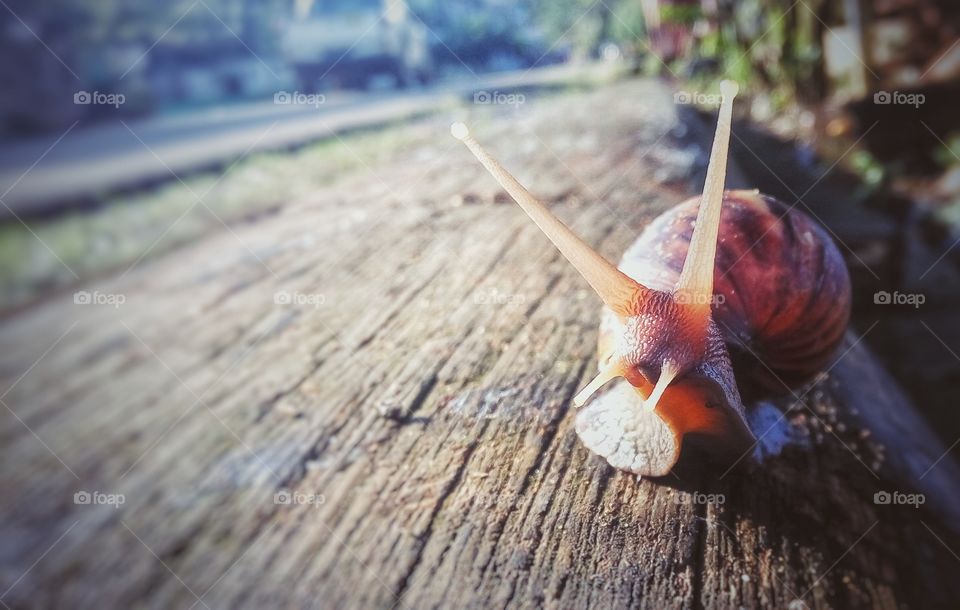 gerry the snail