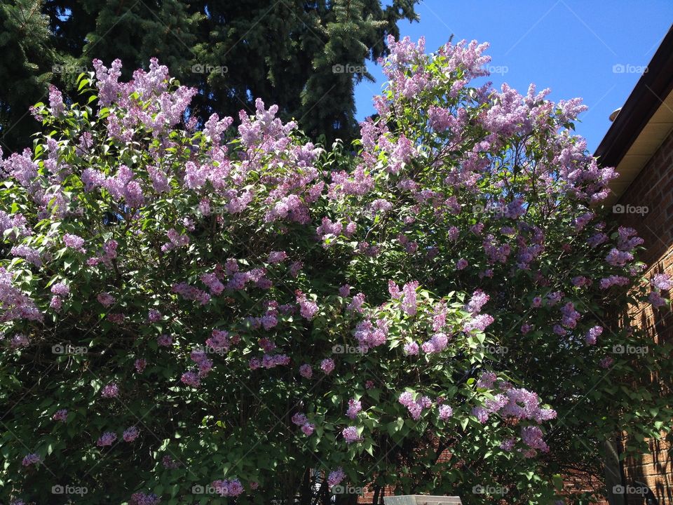 Lilacs . Blooming lilac bush