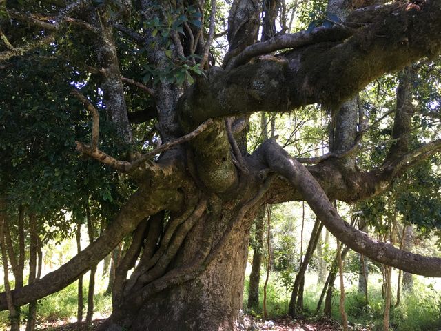 Twisted - Lago Ranco, Chilr
