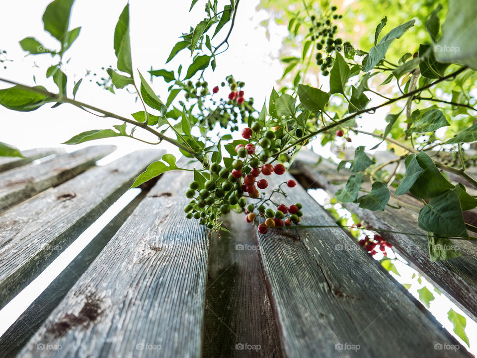 Nature, Leaf, Tree, Flora, Flower