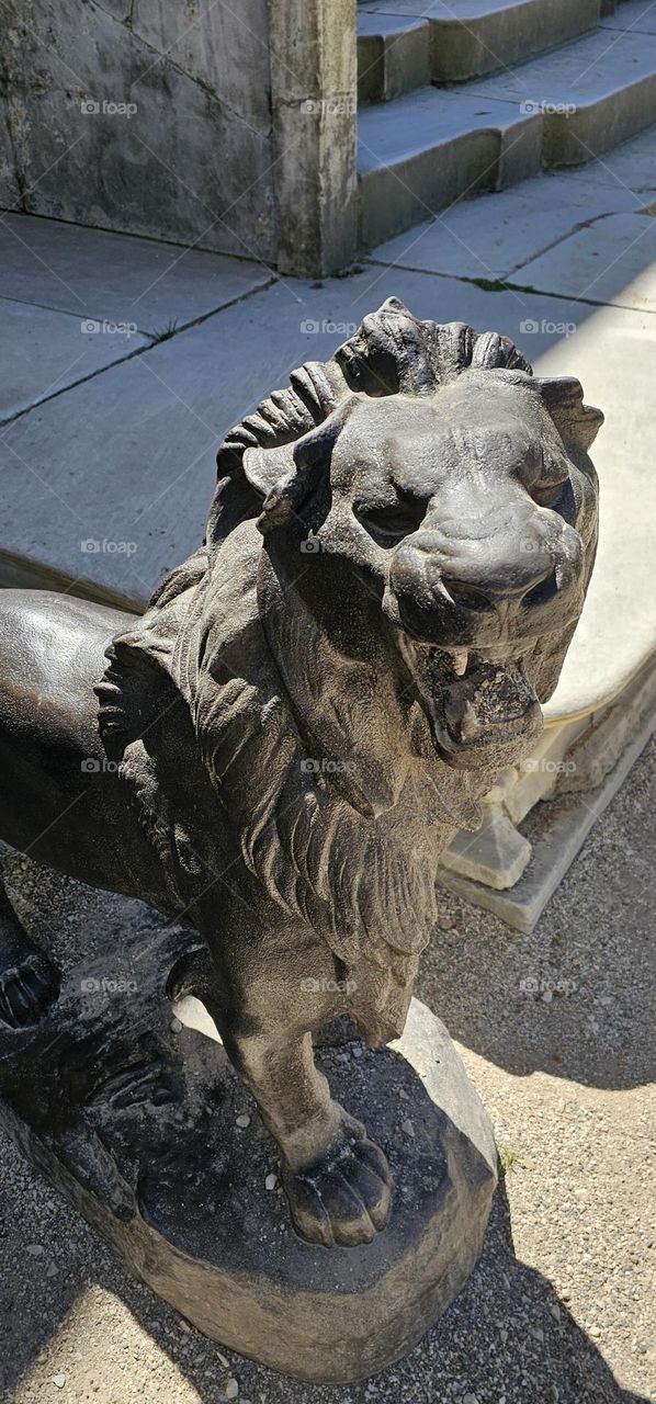 lion in square of lion
