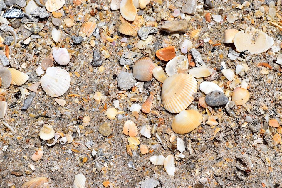 shells on the beach