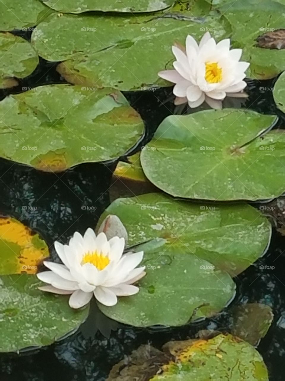 Lilly pads and fllwers