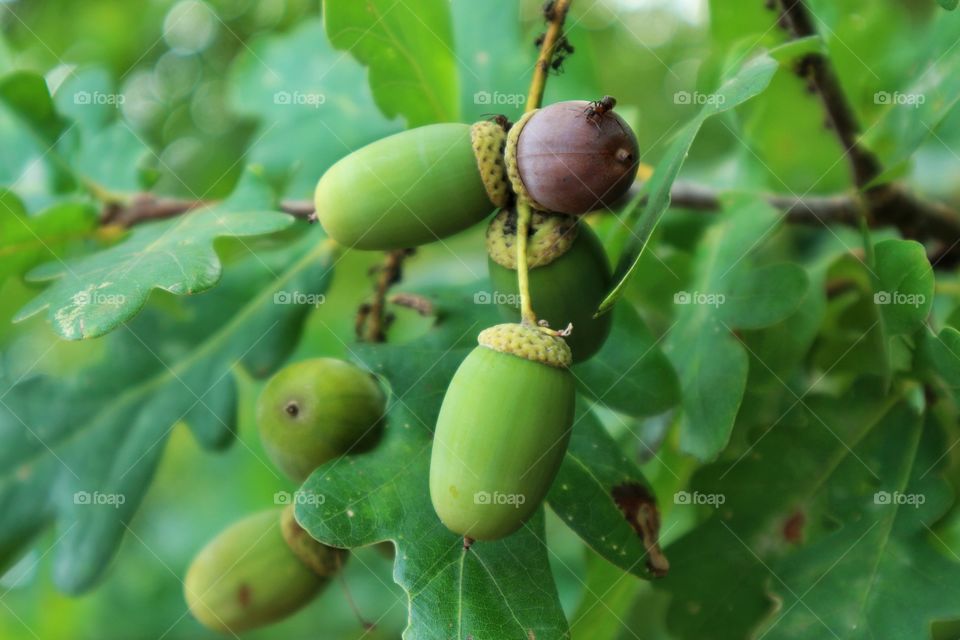 Acorns