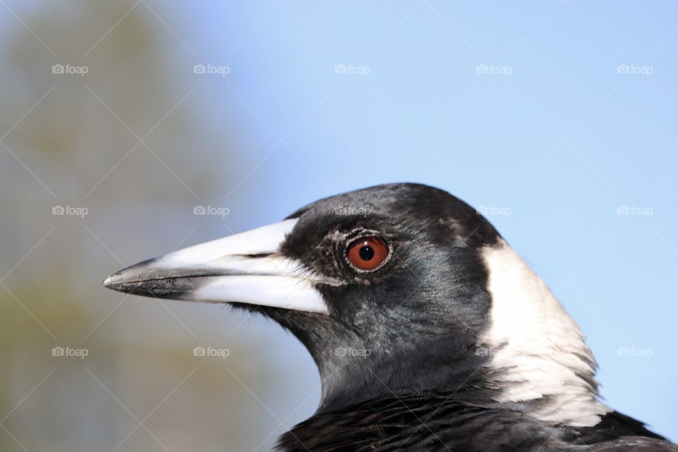 Magpie profile view head and face, close-up