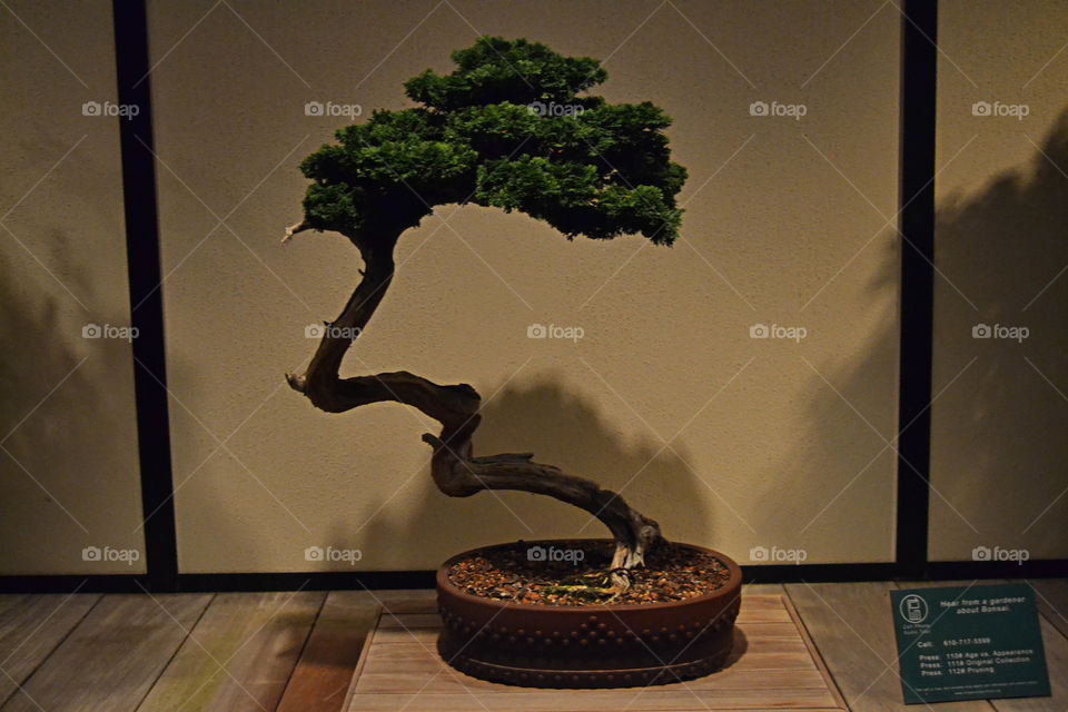 Bonsai Tree 113 years old. 113 Years old