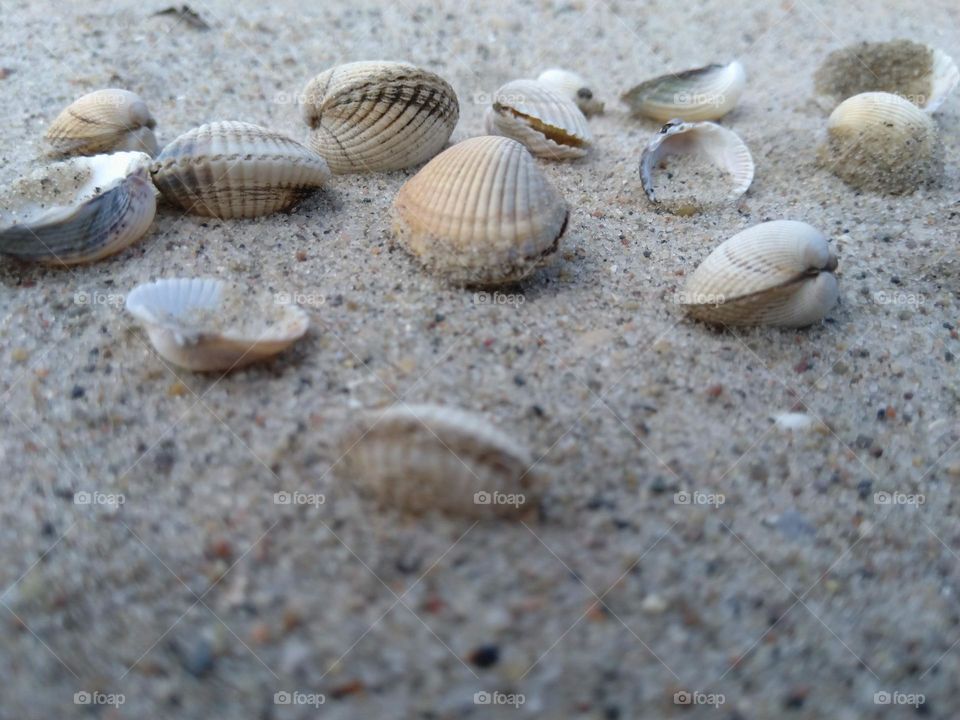 shells