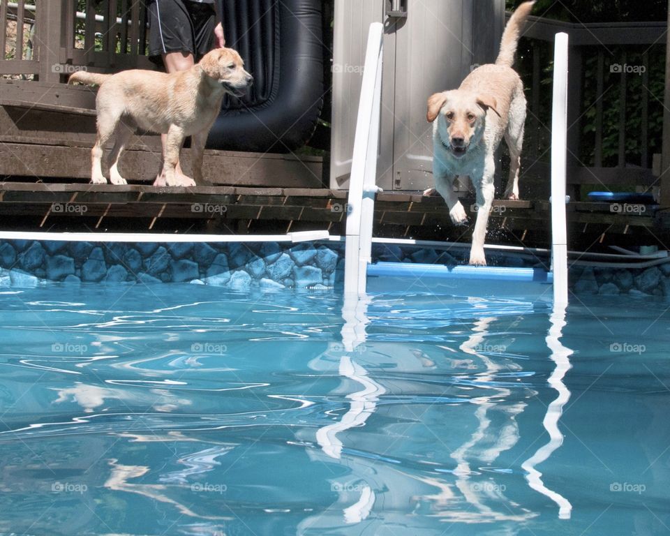 Two yellow labs going swimming 