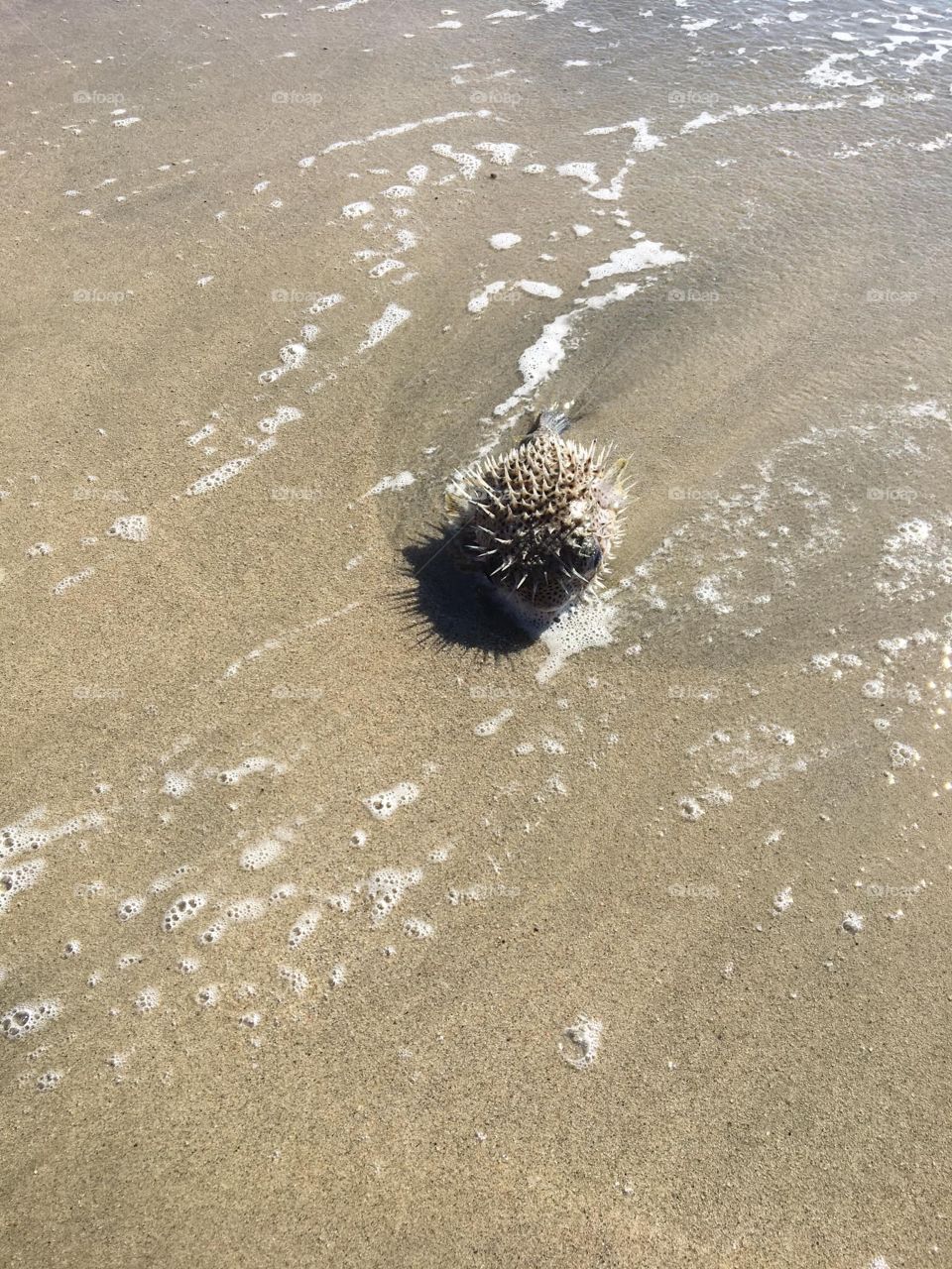 Sea urchin just chilling on the beach