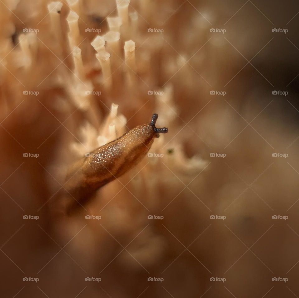 Slug on a moss, macro photography