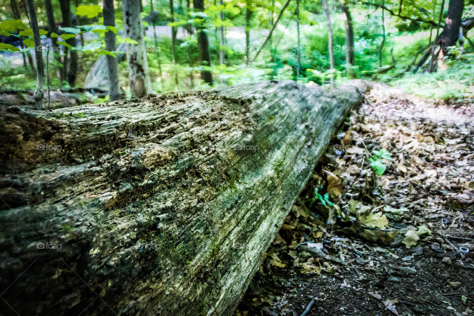 Fallen tree in forest
