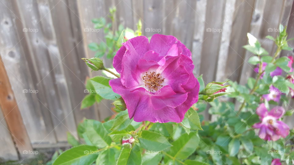 wild pink rose