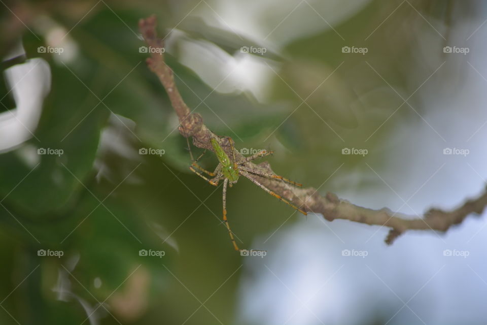 Green looking Spider on a tree limb