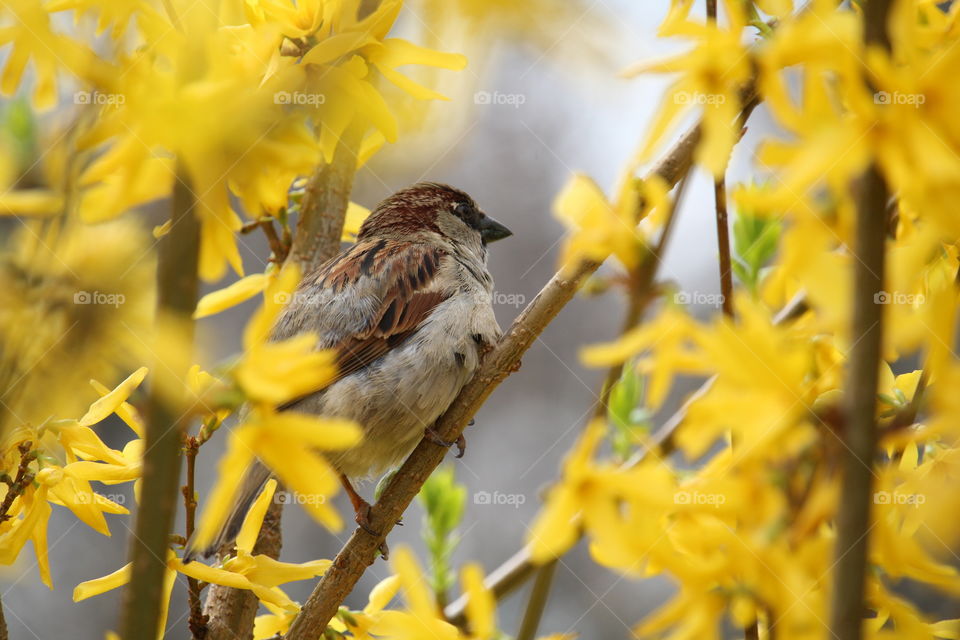 Sparrow at the yellow flower frame