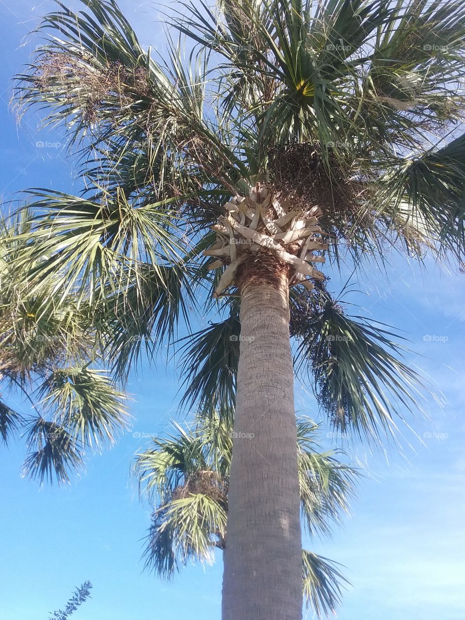 Blue sky Palm
