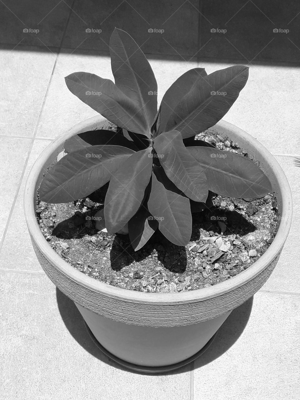 black and white leaf flowerand pot