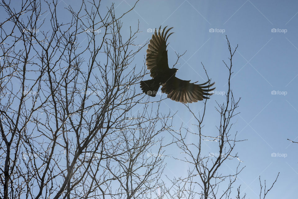 Flying crow