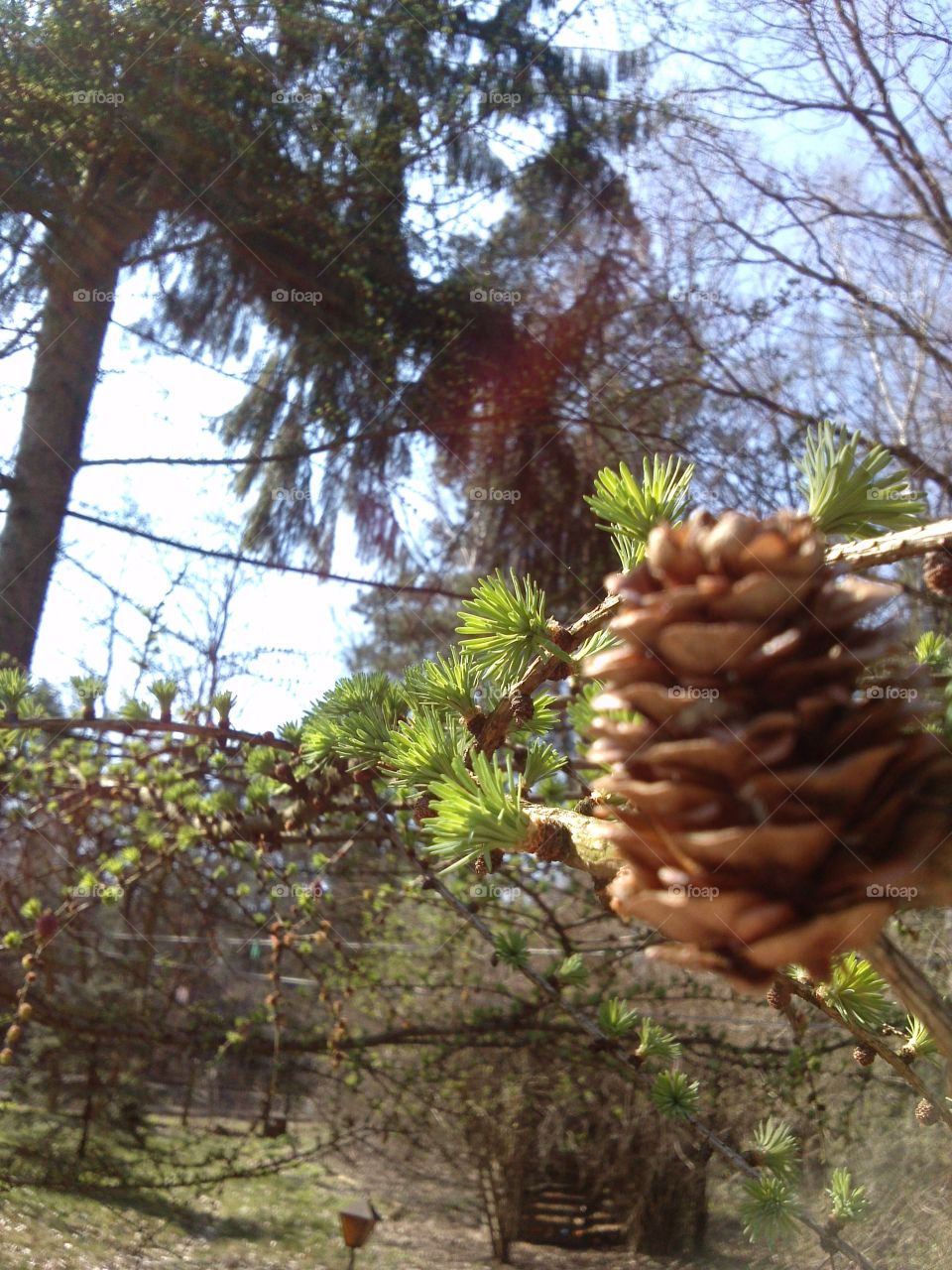 larch cone