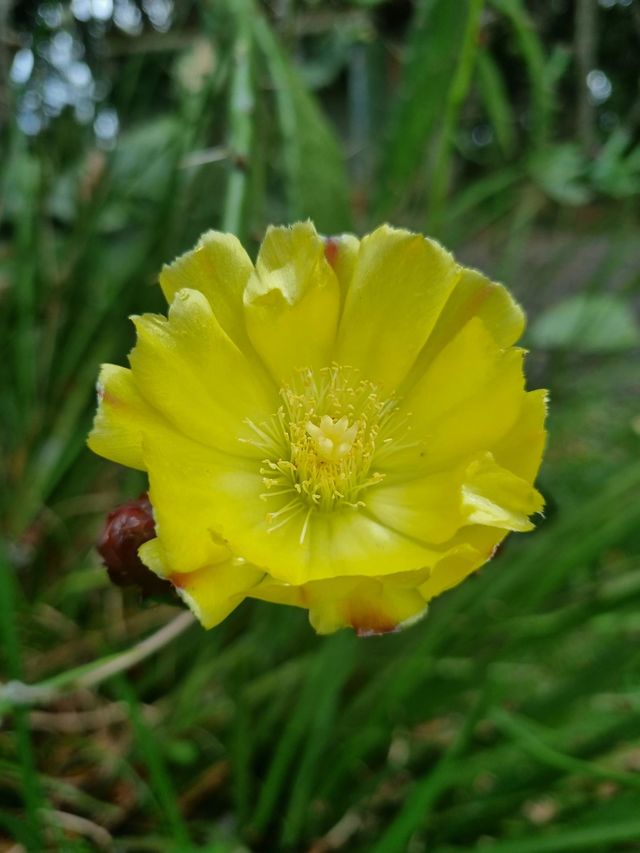 Flor amarela