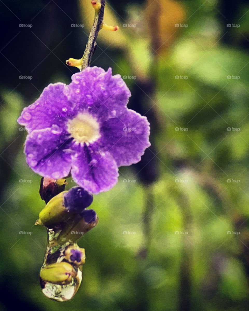 Purple flower with raindrop.