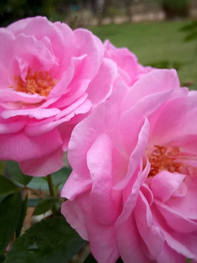  Paling  Bagus 22 Gambar  Bunga  Mawar  Pink Yang  Indah  