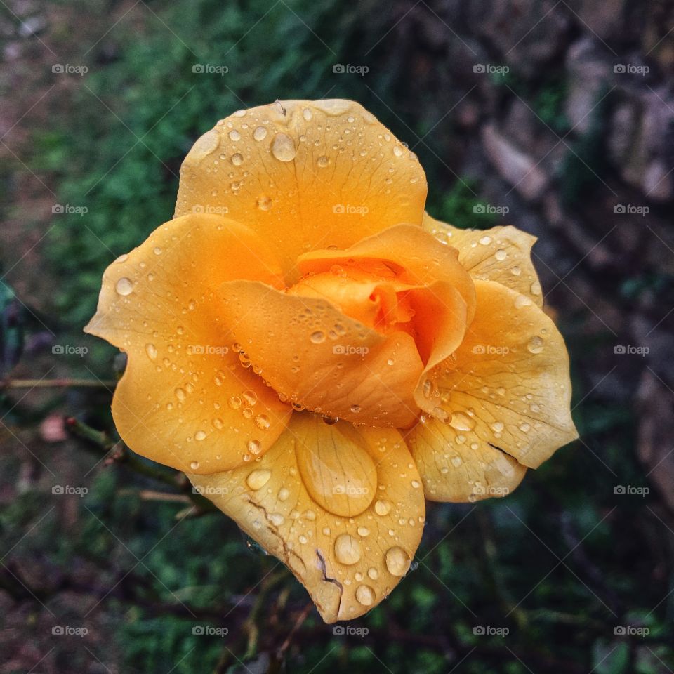 The yellow roses on the branch close up.