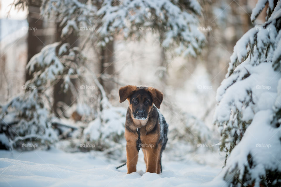 Red cute german shepard 3-th months puppy portrait at snow at the winter