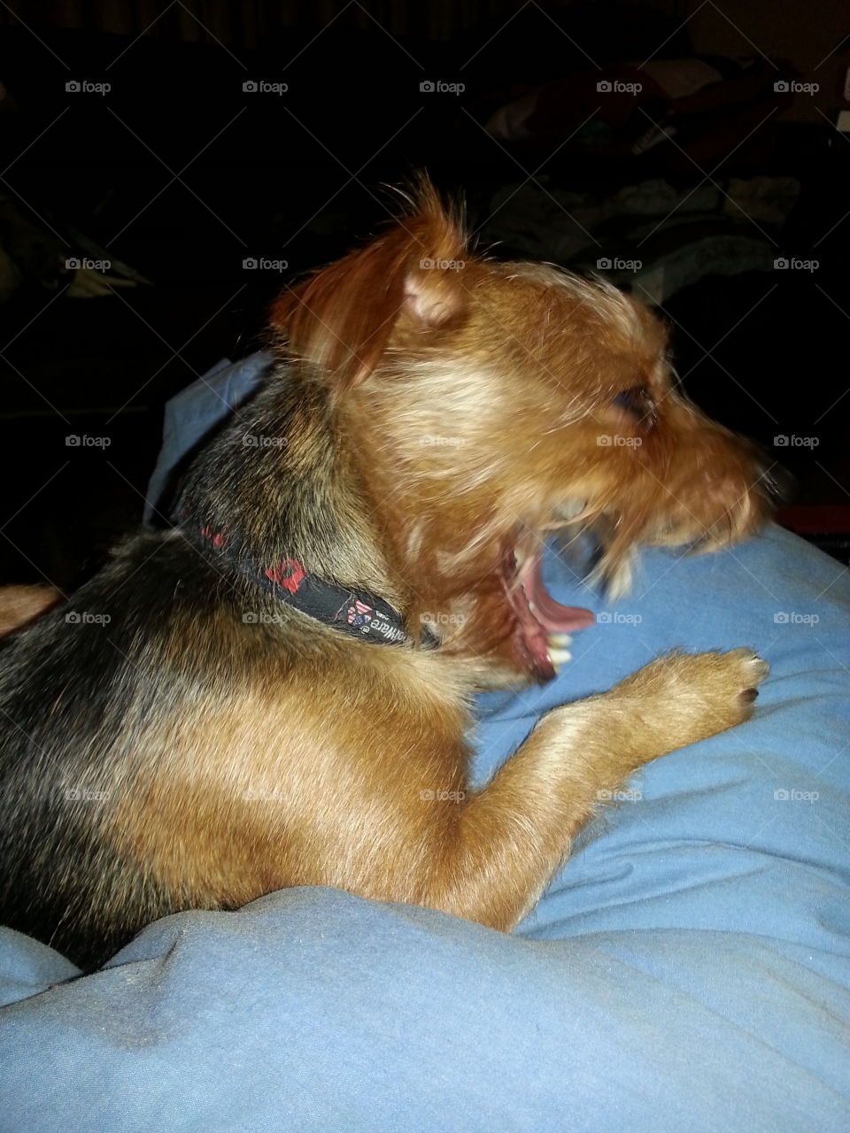Tired Yorkshire Terrier