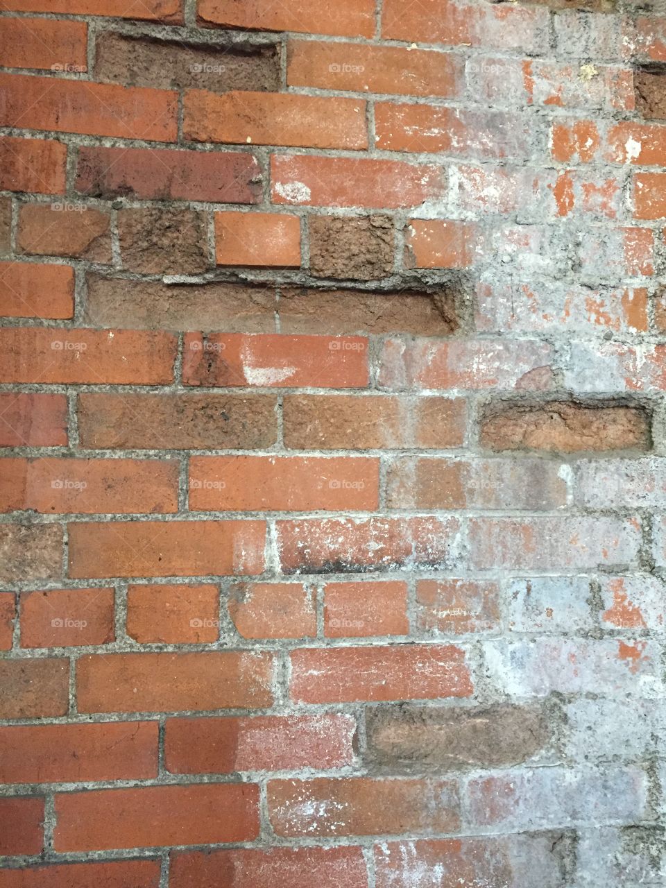 Do dogs pee on brick walls?