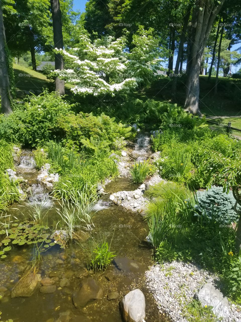 pond water grass