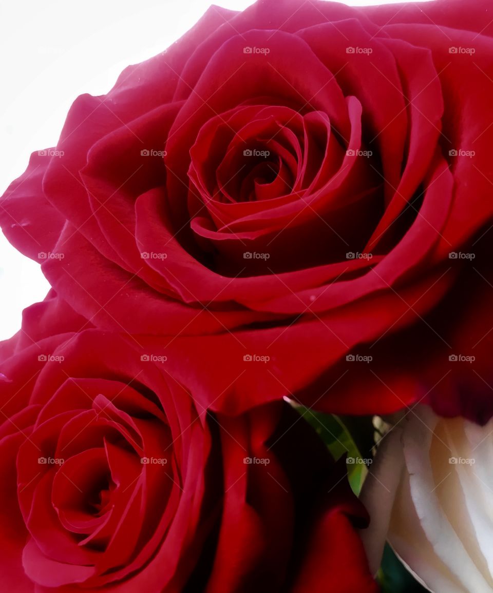 Two red roses—taken in Dyer, Indiana 