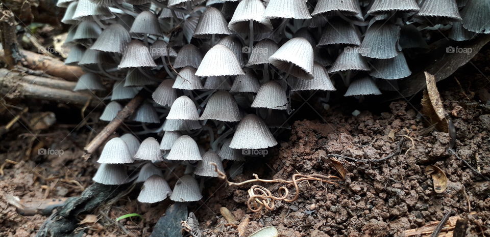 bell shape mushrooms