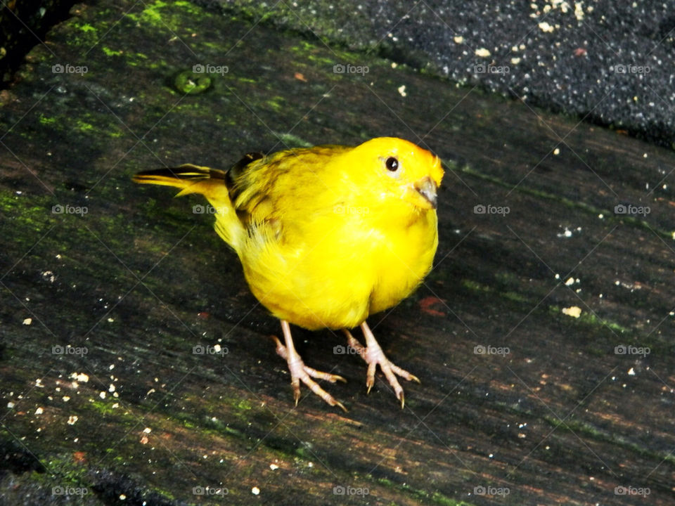 Yellow bird