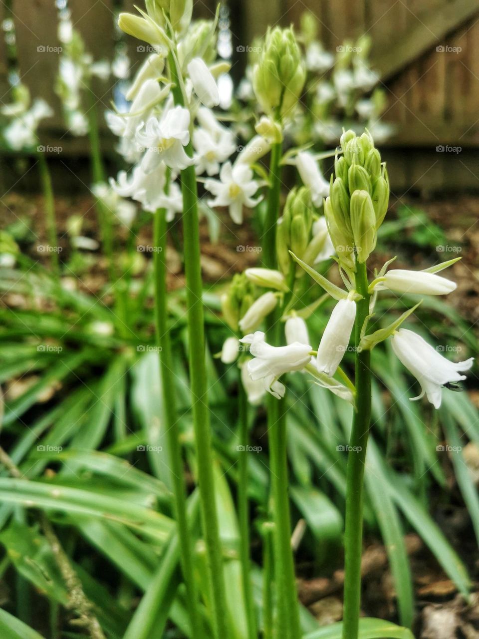 Caltonia white flowers