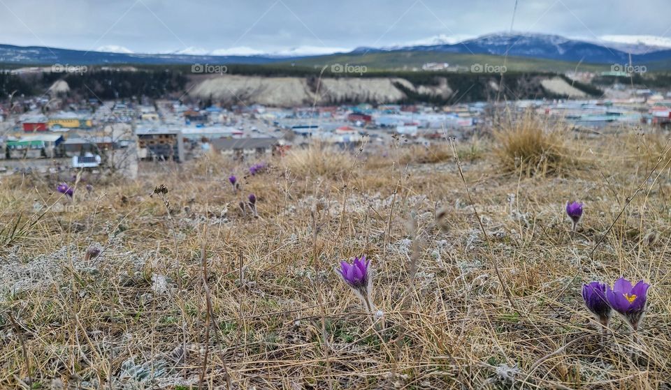 Crosus beginning to bloom