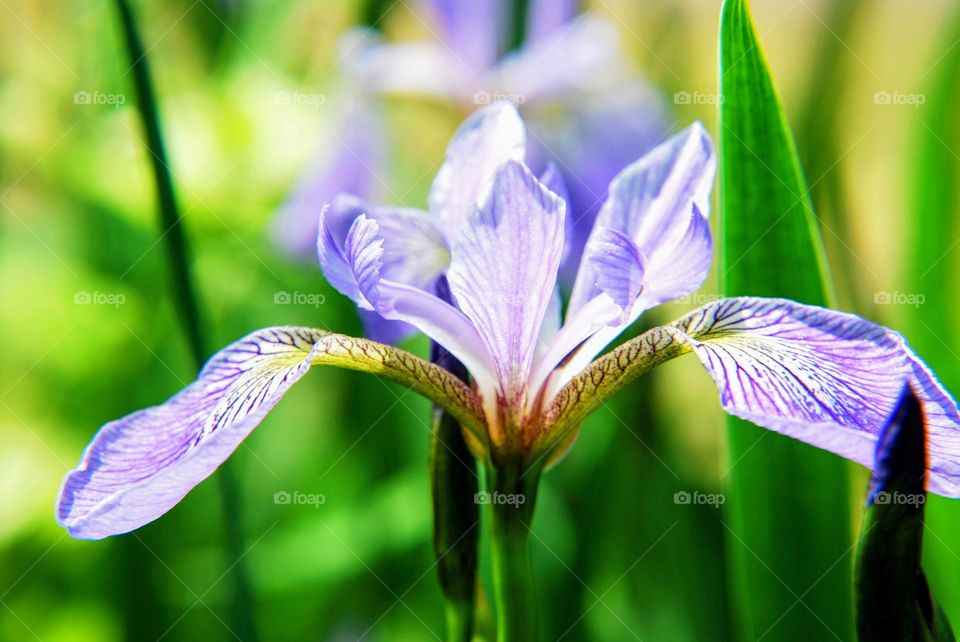 Spring flowers