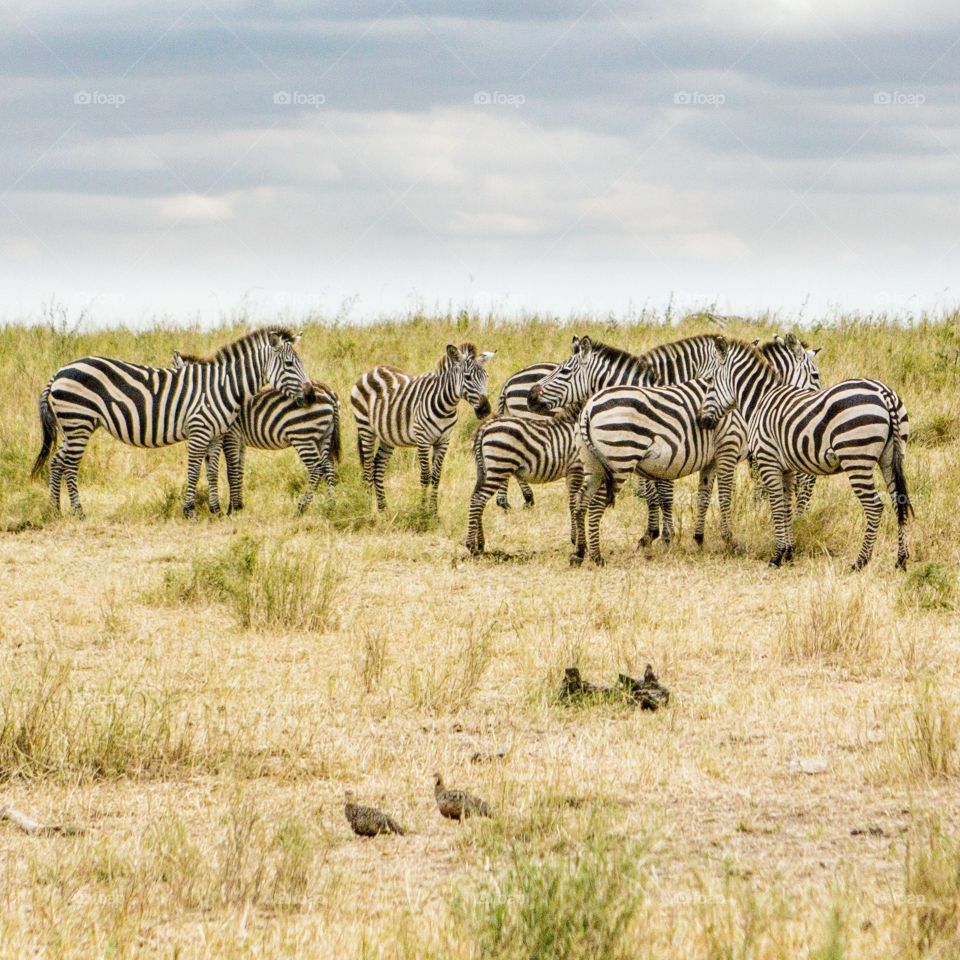 Zebra on the grasslands of the Serengeti, Tanzania.