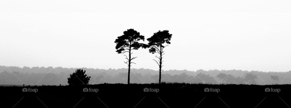 two trees. picture taken from two trees in a field. thought it would be nice in black and white without to much detail