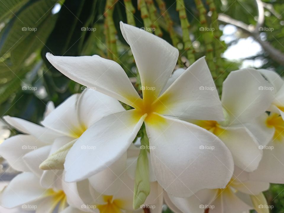 Beautiful Plumeria Flower