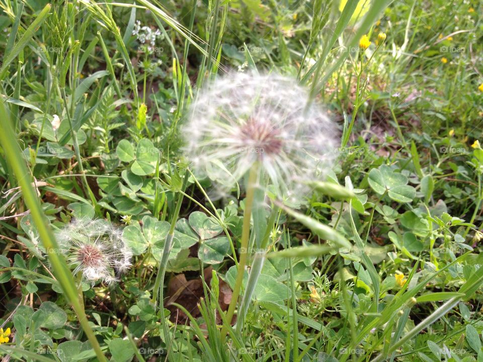 Danelions