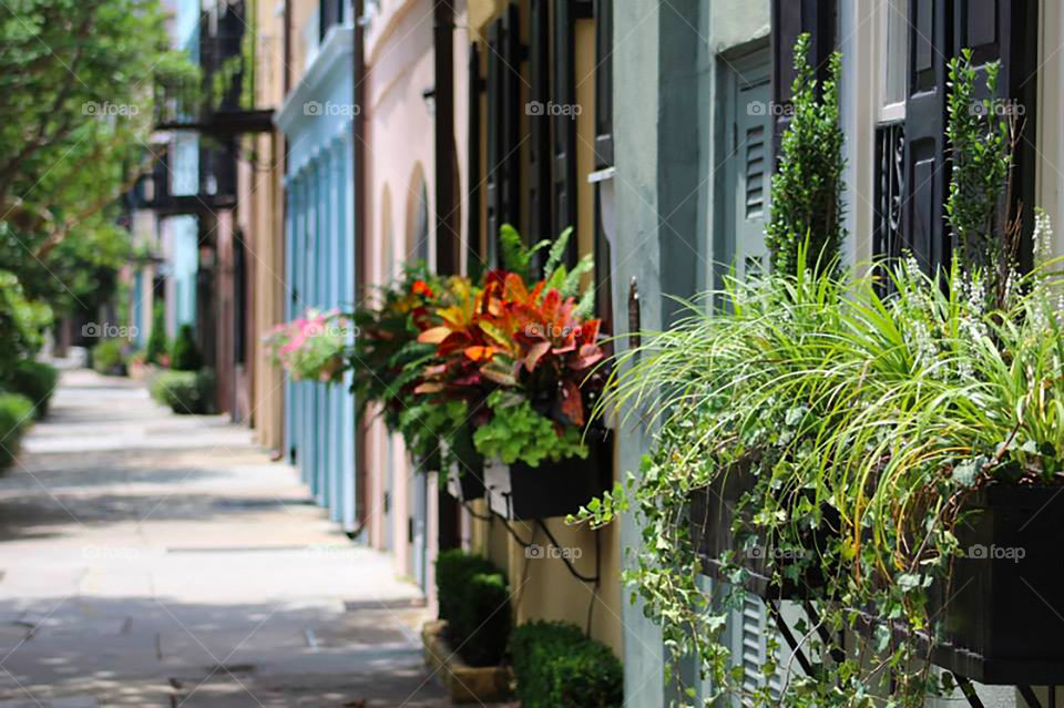 I love flowers against hard cement and beautifully colored buildings in the city. 