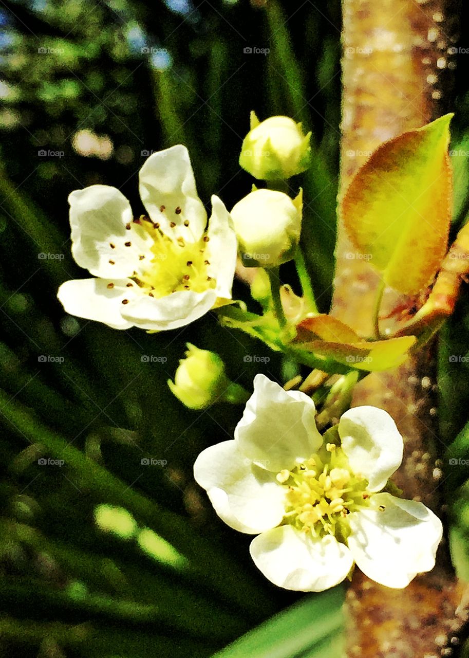 Pears blooms