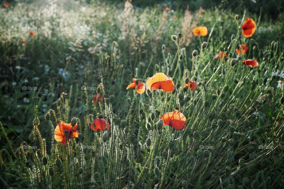 Summer Poppies