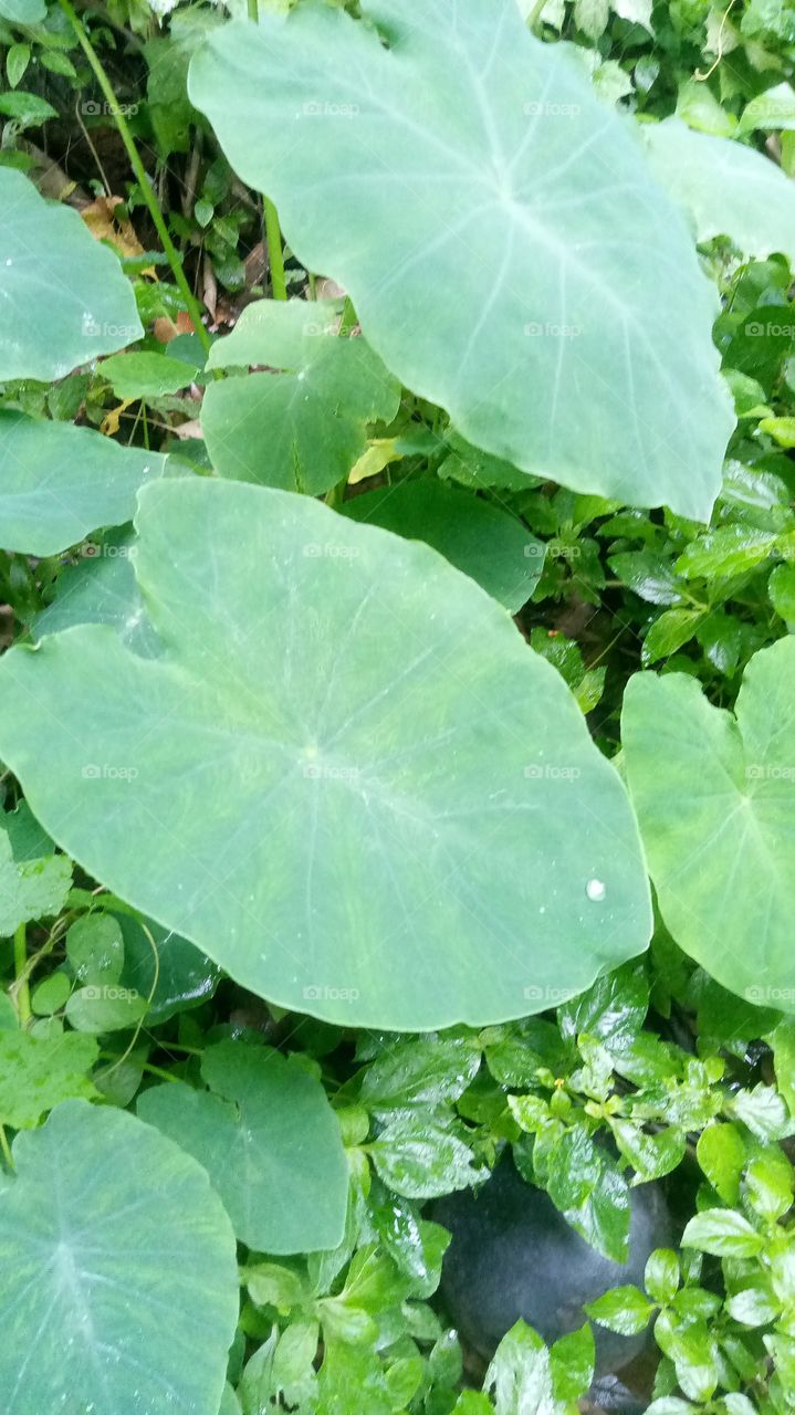 Chembu Leaf