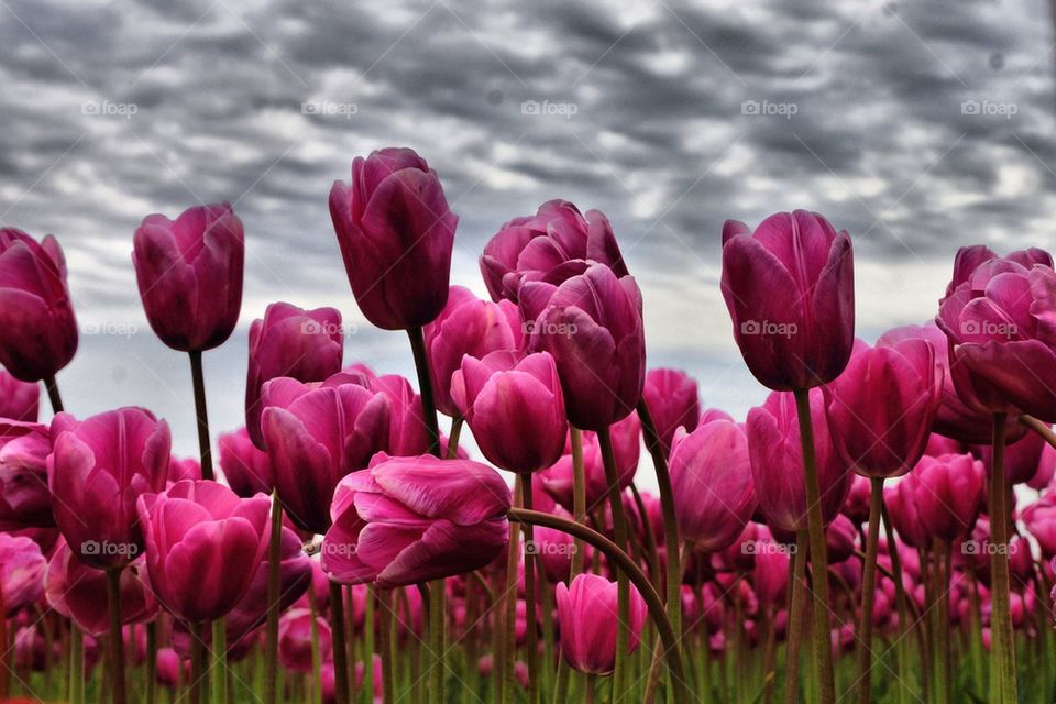 Tulip field against stormy cloud