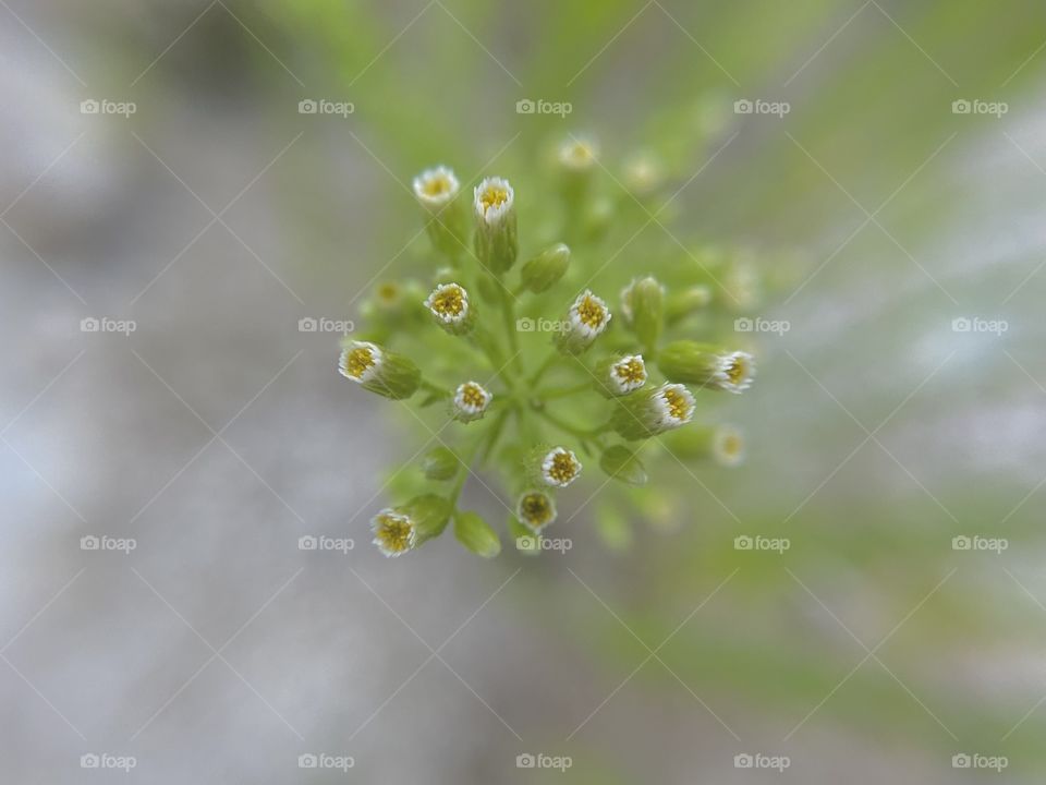 Tiny white flowers 