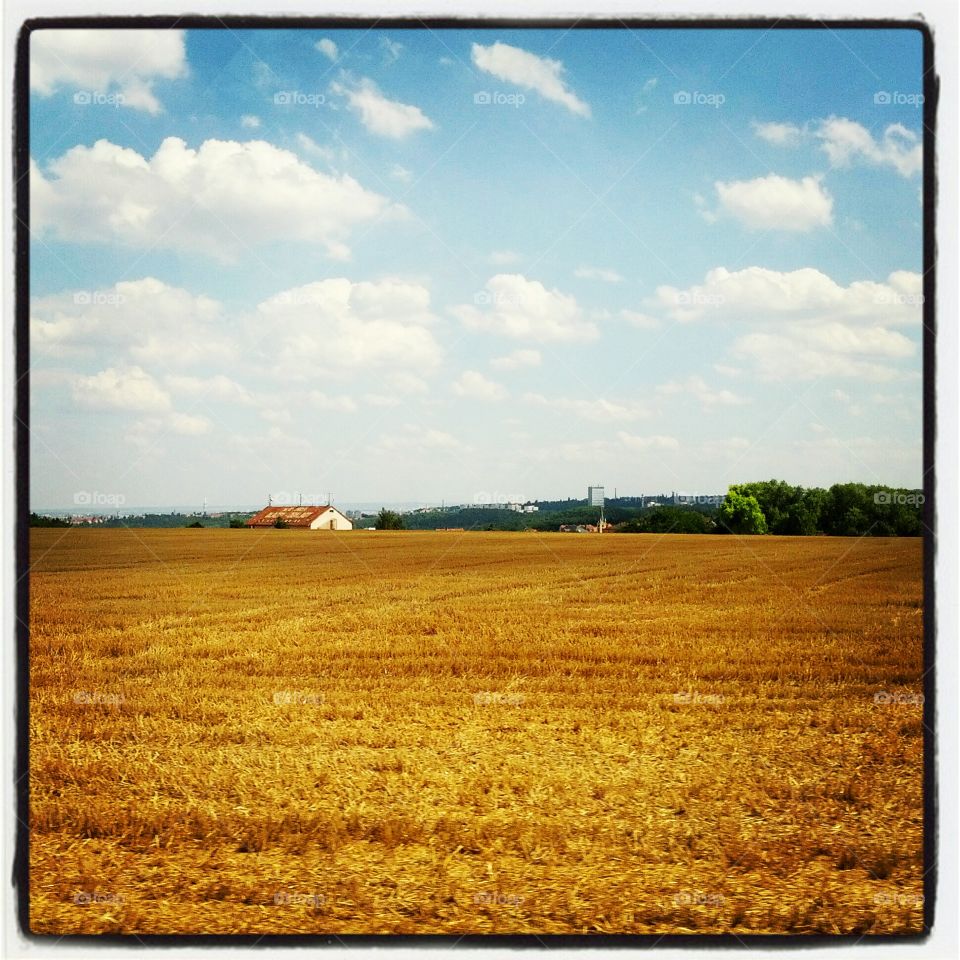 Field, Landscape, Wheat, Nature, Blank
