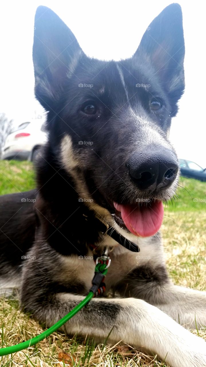 One happy and smiling dog, sitting in the grass!